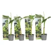 Best Bananpalme - Sæt med 4 - Musa basjoo - Højde 25-40cm - ⌀9cm Krukkeplanter Indendørs