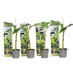 Best Bananpalme - Sæt med 4 - Musa basjoo - Højde 25-40cm - ⌀9cm Krukkeplanter Indendørs