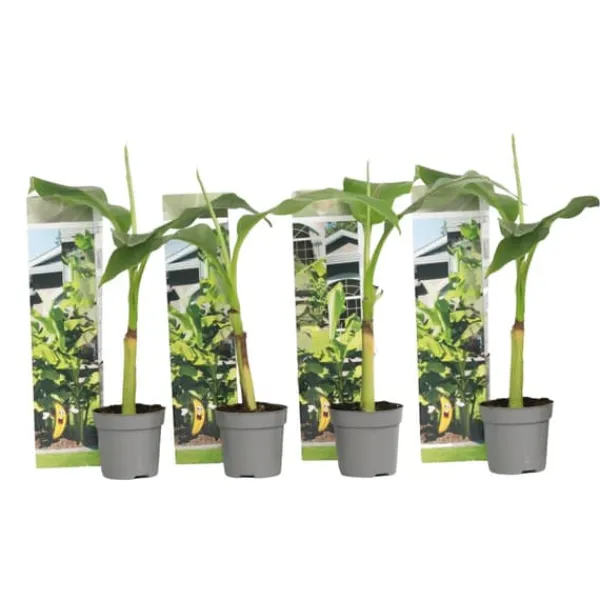 Best Bananpalme - Sæt med 4 - Musa basjoo - Højde 25-40cm - ⌀9cm Krukkeplanter Indendørs