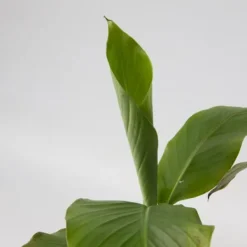 Best Bananpalme - Sæt med 4 - Musa basjoo - Højde 25-40cm - ⌀9cm Krukkeplanter Indendørs