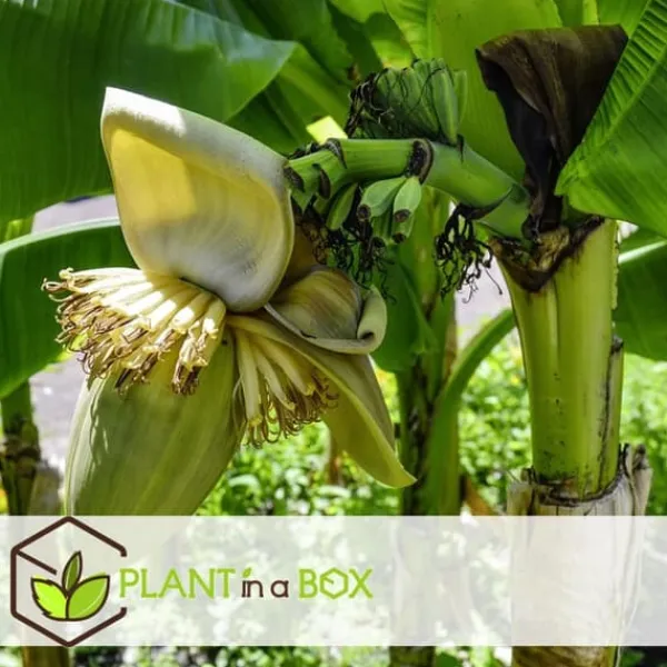 Best Bananpalme - Sæt med 4 - Musa basjoo - Højde 25-40cm - ⌀9cm Krukkeplanter Indendørs