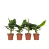 Krukkeplanter Indendørs^Bananpalme - Sæt med 4 - Musa 'Oriental Dwarf' - Højde 25-40cm - ⌀12cm