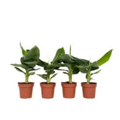 Krukkeplanter Indendørs^Bananpalme - Sæt med 4 - Musa 'Oriental Dwarf' - Højde 25-40cm - ⌀12cm