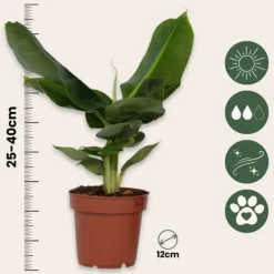 Krukkeplanter Indendørs^Bananpalme - Sæt med 4 - Musa 'Oriental Dwarf' - Højde 25-40cm - ⌀12cm