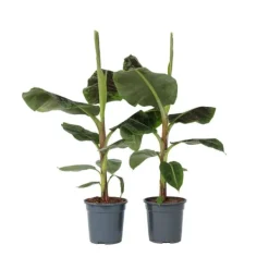 Clearance Bananpalme - Sæt med 2 - Musa 'Dwarf Cavendish' - Højde 90-100cm - ⌀21cm Krukkeplanter Indendørs