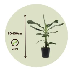Clearance Bananpalme - Sæt med 2 - Musa 'Dwarf Cavendish' - Højde 90-100cm - ⌀21cm Krukkeplanter Indendørs