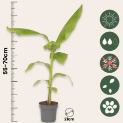 Hot Bananpalme - Sæt med 2 - Musa basjoo - Højde 55-70cm - ⌀21cm Krukkeplanter Indendørs