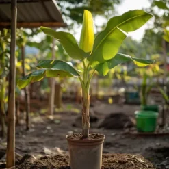 Hot Bananpalme - Sæt med 2 - Musa basjoo - Højde 55-70cm - ⌀21cm Krukkeplanter Indendørs