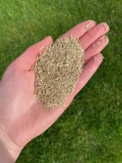Best Barenbrug Smaragdgræs til tørre områder vand 1kg Frø