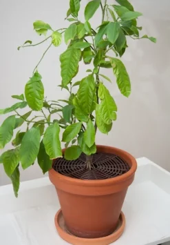 HomeSafety Krukker & Plantebeholdere^Beskyttelse til blomsterkrukker XL A-Safety Natur