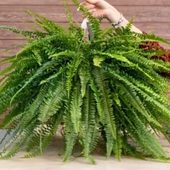 BIOVITA BREGNESUBSTRAT 5L Jord & Sand