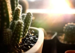 Clearance BIOVITA JORD TIL KAKTUS OG SUKKULENER 5L Jord & Sand