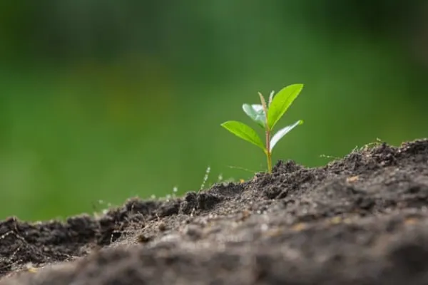 Jord & Sand^BIOVITA SURT TØRVESUBSTRAT til blåbær og acidofile planter 5L