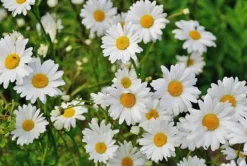 Biovita Universal TØRVEFRIT Jord til Grøntsager og Blomster med Kompost 40l Jord & Sand