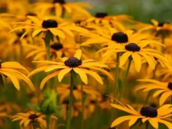 Biovita Universal TØRVEFRIT Jord til Grøntsager og Blomster med Kompost 40l Jord & Sand
