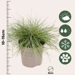 Haveplanter^Blå bjørnegræs - Sæt med 9 - Festuca glauca 'Elijah Blue' - Højde 10-15cm - ⌀9cm