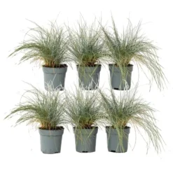 Haveplanter^Blå bjørnegræs - Sæt med 6 - Festuca glauca 'Elijah Blue' - Højde 10-15cm - ⌀9cm