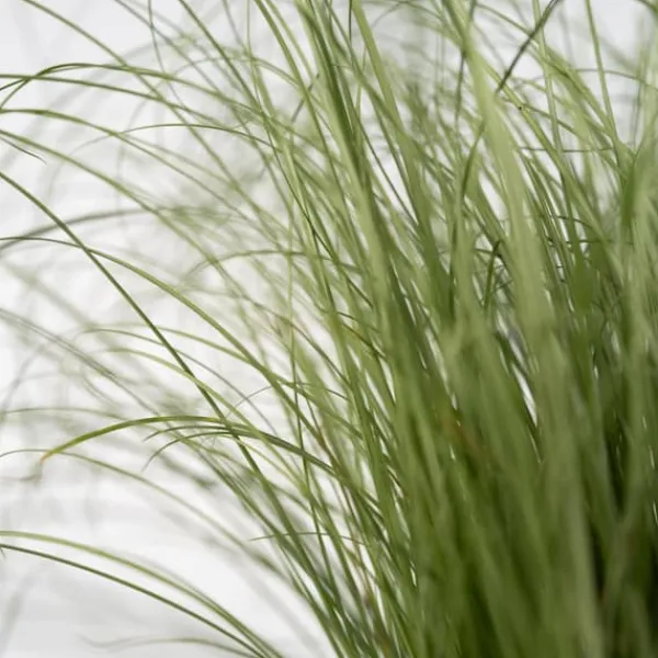 Haveplanter^Blå bjørnegræs - Sæt med 6 - Festuca glauca 'Elijah Blue' - Højde 10-15cm - ⌀9cm