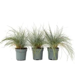 Krukkeplanter Indendørs^Blå bjørnegræs - Sæt med 3 - Festuca glauca 'Elijah Blue' - Højde 10-15cm - ⌀9cm