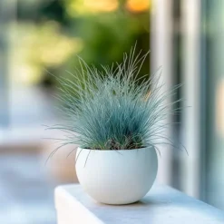 Krukkeplanter Indendørs^Blå bjørnegræs - Sæt med 3 - Festuca glauca 'Elijah Blue' - Højde 10-15cm - ⌀9cm