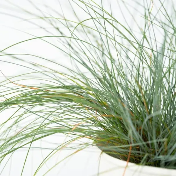 Krukkeplanter Indendørs^Blå bjørnegræs - Sæt med 3 - Festuca glauca 'Elijah Blue' - Højde 10-15cm - ⌀9cm