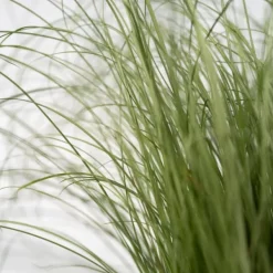 Krukkeplanter Indendørs^Blå bjørnegræs - Sæt med 3 - Festuca glauca 'Elijah Blue' - Højde 10-15cm - ⌀9cm