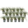 Haveplanter^Blå bjørnegræs - Sæt x18 - Festuca glauca 'Elijah Blue' - Højde 10-15cm - ⌀9cm