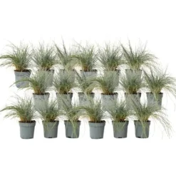 Haveplanter^Blå bjørnegræs - Sæt x18 - Festuca glauca 'Elijah Blue' - Højde 10-15cm - ⌀9cm