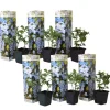 Blå blyrod - Sæt med 6 - Plumbago auriculata - Højde 25-40cm - ⌀9cm Blomster