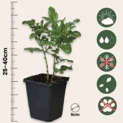 Blå blyrod - Sæt med 6 - Plumbago auriculata - Højde 25-40cm - ⌀9cm Blomster