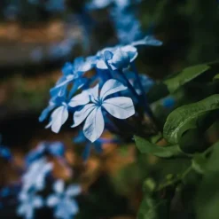 Blå blyrod - Sæt med 6 - Plumbago auriculata - Højde 25-40cm - ⌀9cm Blomster