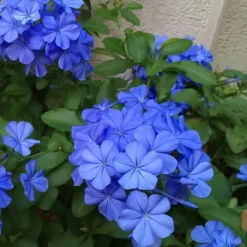 Blå blyrod - Sæt med 6 - Plumbago auriculata - Højde 25-40cm - ⌀9cm Blomster