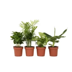 Krukkeplanter Indendørs^Blanding af stueplanter - Sæt med 4 - Højde 25-40cm - ⌀12cm