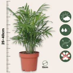 Krukkeplanter Indendørs^Blanding af stueplanter - Sæt med 4 - Højde 25-40cm - ⌀12cm