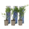 Buskads^Blåbær - Sæt med 3 - Vaccinium corymbosum 'Sunshine Blue' - Højde 25-40cm - ⌀9cm
