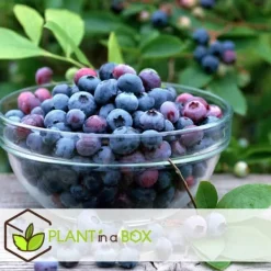 Buskads^Blåbær - Sæt med 3 - Vaccinium corymbosum 'Sunshine Blue' - Højde 25-40cm - ⌀9cm