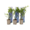 Blåbær - Sæt med 6 - Vaccinium corymbosum 'Sunshine Blue' - Højde 25-40cm - ⌀9cm Buskads