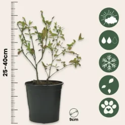Blåbær - Sæt med 6 - Vaccinium corymbosum 'Sunshine Blue' - Højde 25-40cm - ⌀9cm Buskads
