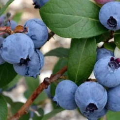 Blåbær - Sæt med 6 - Vaccinium corymbosum 'Sunshine Blue' - Højde 25-40cm - ⌀9cm Buskads