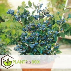 Blåbær - Sæt med 6 - Vaccinium corymbosum 'Sunshine Blue' - Højde 25-40cm - ⌀9cm Buskads