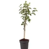 Træ^Æbletræ - Malus domestica 'Elstar' - Højde 90-100cm - ⌀21cm