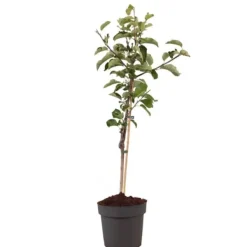 Træ^Æbletræ - Malus domestica 'Elstar' - Højde 90-100cm - ⌀21cm