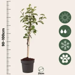 Træ^Æbletræ - Malus domestica 'Elstar' - Højde 90-100cm - ⌀21cm