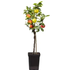 Discount Æbletræ - Sæt med 1 - Malus - Højde 60-70cm - ⌀17cm Træ