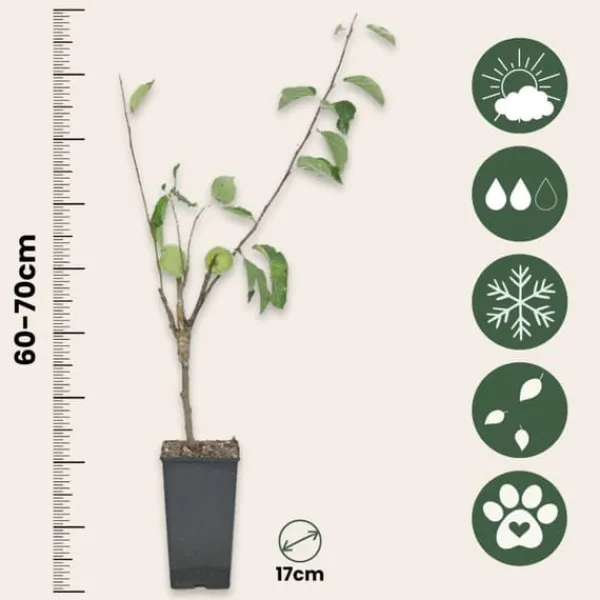 Discount Æbletræ - Sæt med 1 - Malus - Højde 60-70cm - ⌀17cm Træ