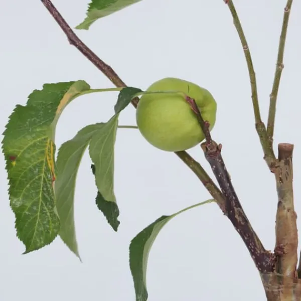 Discount Æbletræ - Sæt med 1 - Malus - Højde 60-70cm - ⌀17cm Træ