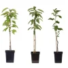 Træ^Æbletræ - Sæt med 3 - Malus - Højde 60-70cm - ⌀9cm