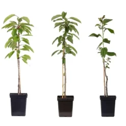 Træ^Æbletræ - Sæt med 3 - Malus - Højde 60-70cm - ⌀9cm