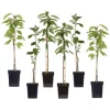 Outlet Æbletræ - Sæt med 6 - Malus - Højde 60-70cm - ⌀9cm Træ