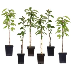 Outlet Æbletræ - Sæt med 6 - Malus - Højde 60-70cm - ⌀9cm Træ